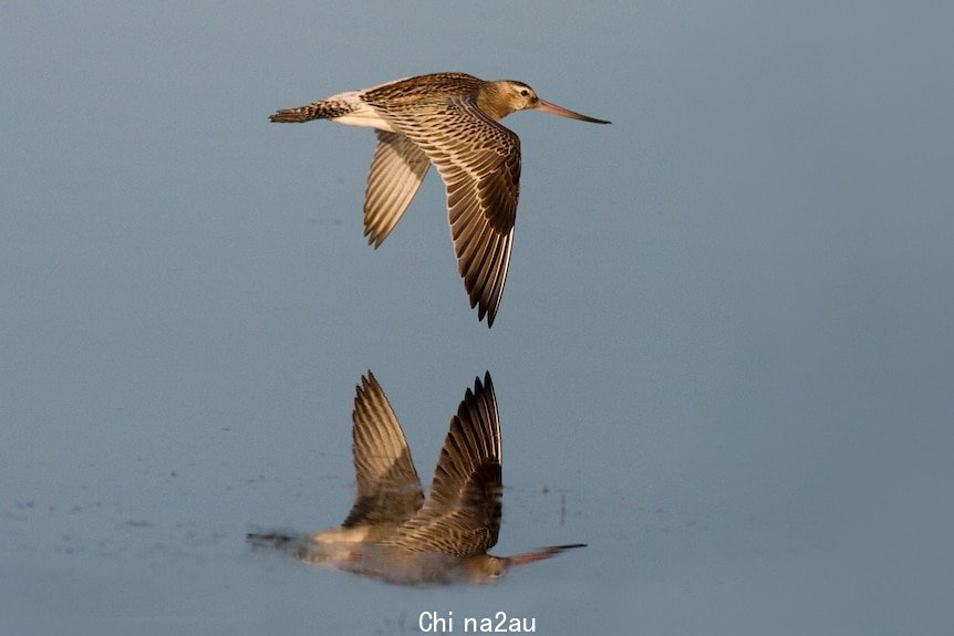 A bird and its reflection fly across a body of water. 