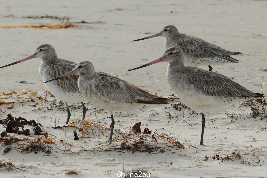 Four bar-tailed godwits with needle-like beaks and thin stalk-like legs stand on wet sand.