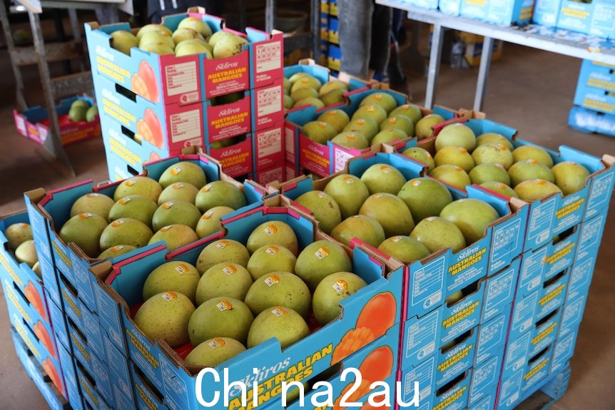 crates of ripe mangoes in a warehouse