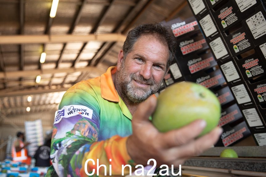 A man wiuth greying hair and a rainbow sun shirt holds a freshly picked mango with packing boxes behind him in the sorting shed.