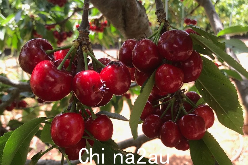 Bright red cherries growing on a tree with green leaves in  sunshine. 