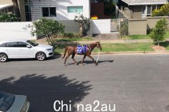 赛马逃离“神奇百万”海滩比赛，在黄金海岸街头漫步（图片）