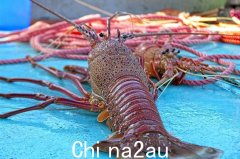 中国官员走访澳洲龙虾出口商，龙虾会是下一个宽松产品吗？ （图片）