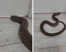 “世界第二毒蛇”出现在2岁女儿面前！澳洲勇敢父亲冲上前阻拦被咬伤（组图）
