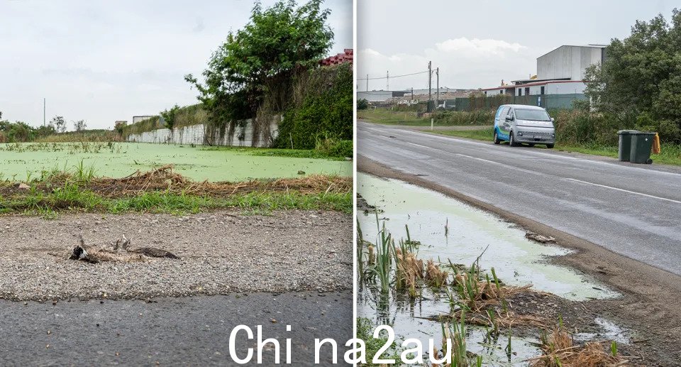 左 - 死动物在 Pinkenba 的水体前。右 - 一条街道，一辆货车停在 Pinkenba。” />Pinkenba 郊区发现了 100 多只死鸭子，还有老鼠和蟾蜍。 （来源：雅虎新闻）</p><p style=