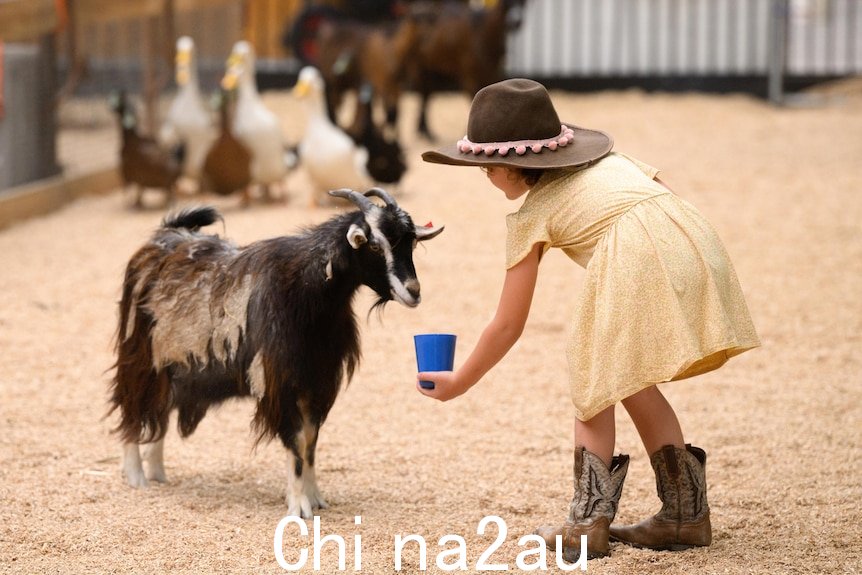 A girl feeds a goat