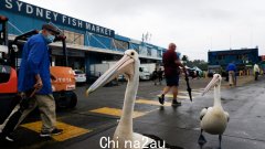 “一年中最大的海鲜日”：复活节盛宴前的耶稣受难日，成千上万的人涌向悉尼鱼市