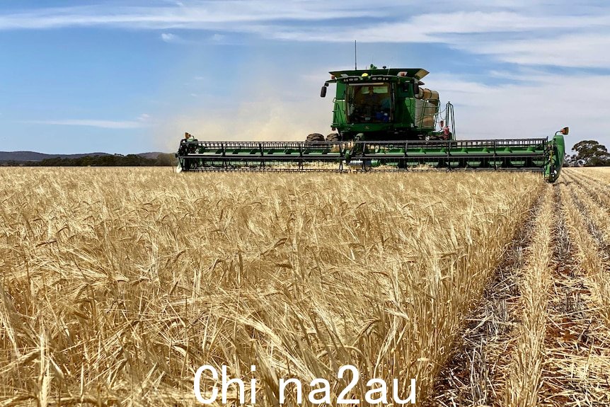 Harvest Barley