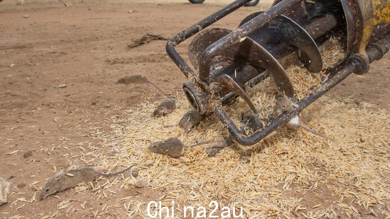 澳大利亚需要在鼠疫失控之前控制住它：皮特