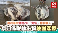 澳洲海滩现“海怪”！长相吓人，照片在网上疯传（集体照）