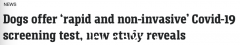 新研究表明狗狗能闻到“新冠气味”！准确率高达90%（组图）