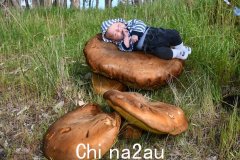 南澳发现直径至少40厘米的巨型蘑菇（图）