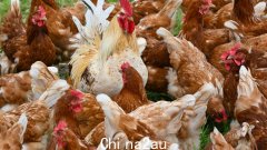 农业部长默里·瓦特淡化了对澳大利亚逐步淘汰散养鸡蛋计划的价格上涨担忧