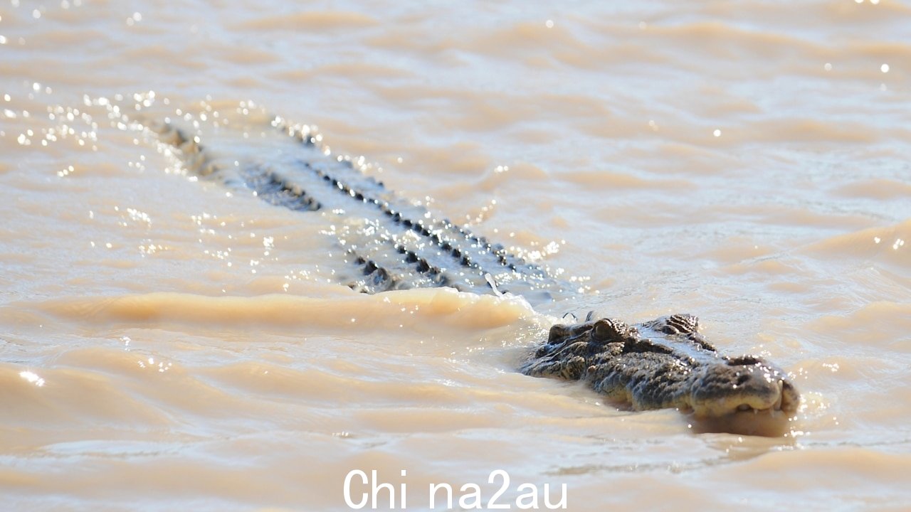 三米鳄鱼已移除来自 Berry Springs