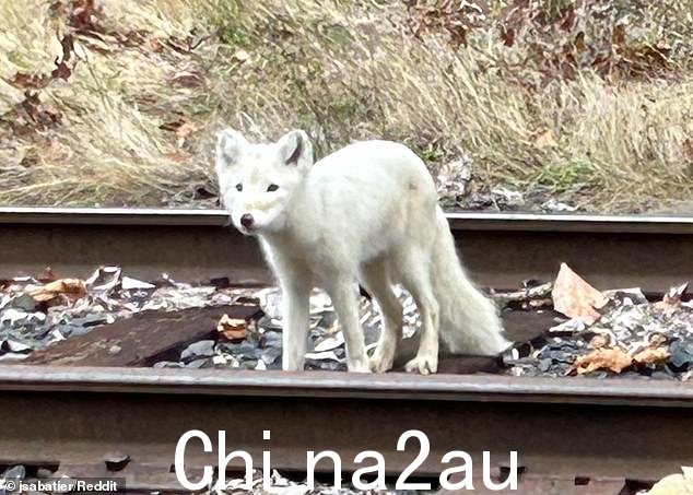 一种长相奇怪的生物在俄勒冈州的铁轨上快乐地小跑，让野生动物专家感到困惑